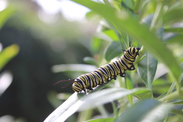 Madeira Island, Portugal