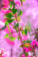 Fashion aesthetics wallpaper. Pink Flowers. Cherry blossom spring tree.