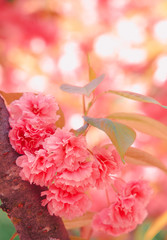 Fashion aesthetics outdoors. Pink Flowers. Cherry blossom