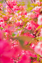 Fototapeta na wymiar Fashion aesthetics outdoors. Pink Flowers. Cherry blossom tree
