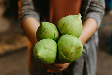 Fresh lotus in Asian girl hands. woman hands holding freshly lotus. Shallow depth of field.