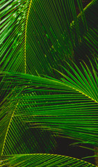 Palm leaf background