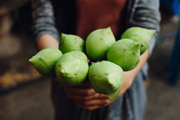 Fresh lotus in Asian girl hands. woman hands holding freshly lotus. Shallow depth of field.