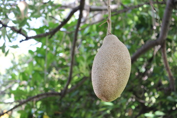 Madeira Island, Portugal