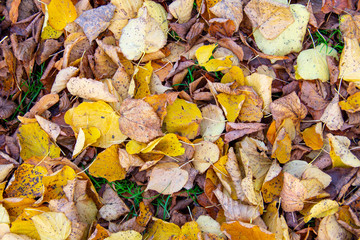 A natural mix of red, brown and yellow autumn leaves almost covering the grass on the ground