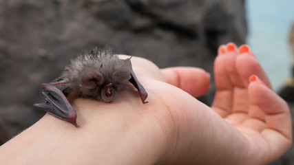 Bat on the wrist of a woman's hand - The Egyptian slit-faced bat, Nycteris thebaica