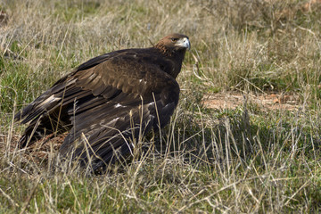 Golden eagle on the ground with freshly caught prey. Malaga, Spain