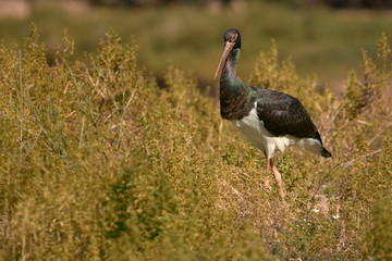 black stork (Ciconia nigra) in the Guadalquivir river. Spain