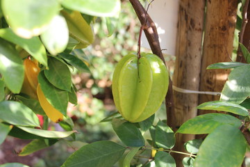 Madeira Island, Portugal