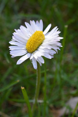 extraordinary odd strange daisy double as broad as normal on green grass outdoors in springtime as sign for the variety in creation