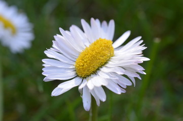 extraordinary odd strange daisy double as broad as normal on green grass outdoors in springtime as...