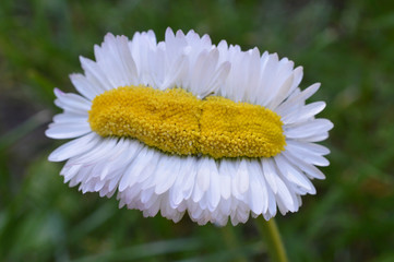 extraordinary odd strange daisy quintuple as wide as normal on green grass outdoors in springtime...