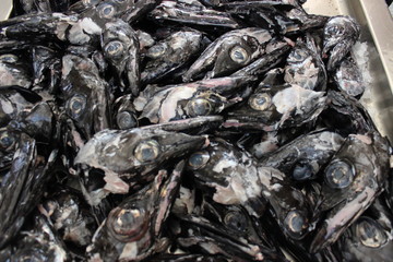 Madeira Island, Portugal