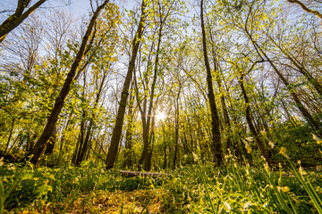 beautiful forest landscape in spring time