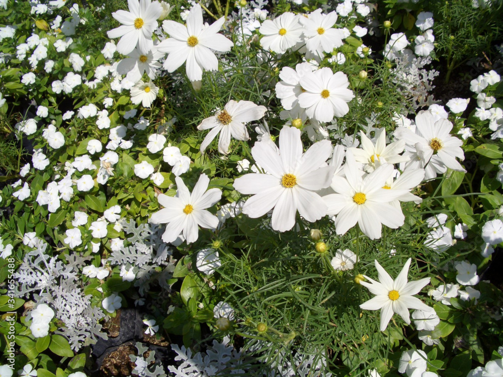 Wall mural top view white color sulfur cosmos, mexican aster flowers are blooming beautifully in the garden, bl