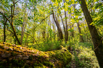 beautiful forest landscape in spring time