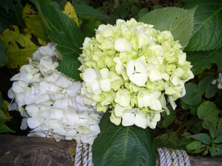 Hydrangea or Ajisai soft green color flower blooming in garden on blurred of nature background
