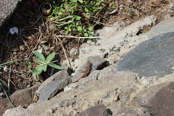 Madeira Island, Portugal