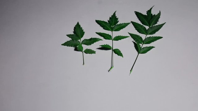 Neem leaves used as ayurvedic medicine with ground paste over white background Kerala, India. Used in skin care, beauty products and creams.