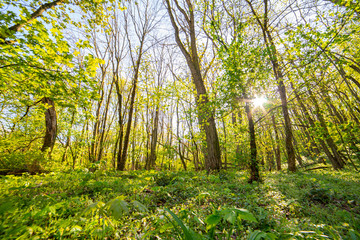 beautiful forest landscape in spring time