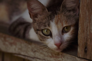 Adorable Home and Street Cats