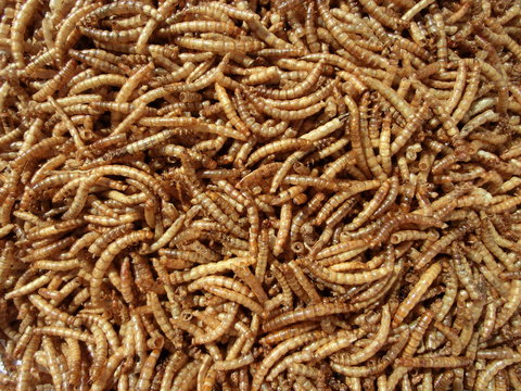 Vers de farine d&eacute;shydrat&eacute;s