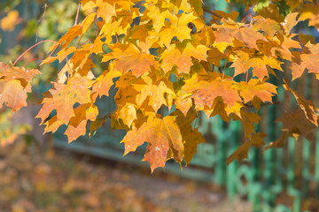 Naklejka na ściany i meble Close-up of dry bright leaves in the autumn.