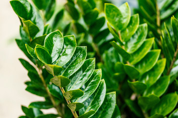 Zamioculcas zamiifolia. It's also known as Zanzibar gem, ZZ plant, Zuzu plant, aroid palm, eternity plant or emerald palm. It's tropical plant also used as a houseplant. 
