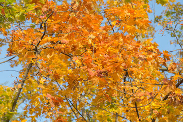 Close-up of dry bright leaves in the autumn.