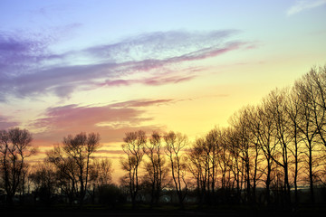 Image of winter trees at sunset, Jersey Channel Islands.