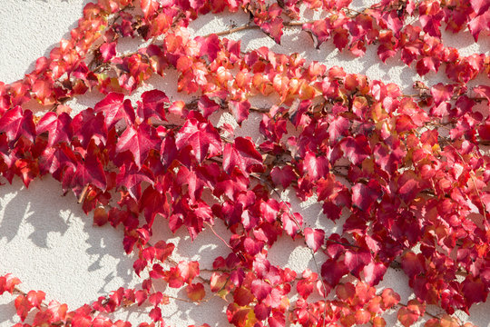 Boston ivy in red growing on a white wall.