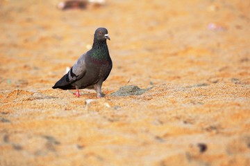 pigeon on the beach