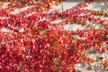 Boston ivy in red growing on a white wall.