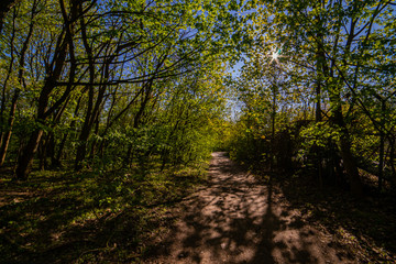 beautiful forest landscape in spring time