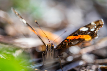 butterfly close up in nature