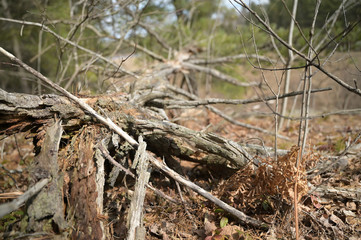 Forest floor