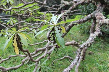 Madeira Island, Portugal