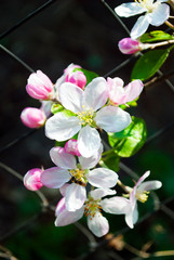 Bees, the process of pollination and collecting pollen from garden trees, flowering apple trees. Honey production. A honey bee collects pollen from a fruit tree. Ode to spring. 