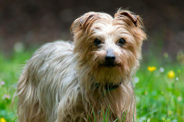 Dog Yorkshire terrier look on camera