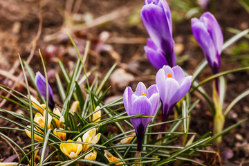 Group of purple crocus longiflorus flowers in spring garden