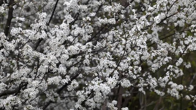 Blooming spring garden on a sunny day. Branches of flowering trees sway in the wind.