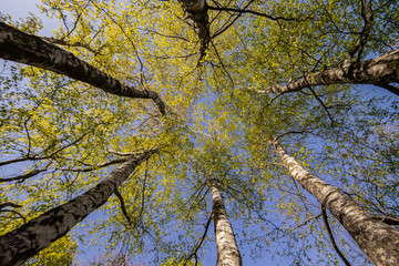 Fototapeta premium beautiful birch tree low angle