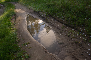 pool of water on a dirt road, fallen white flower petals after rain.