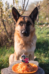 portrait of a German shepherd, portrait of a beautiful thoroughbred dog, dog's birthday, cake for a dog