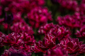 Весняні квіти в місті ужгород