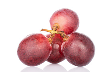 Group of four whole fresh red globe grape isolated on white