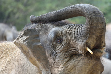 Elephant which is the largest land mammal