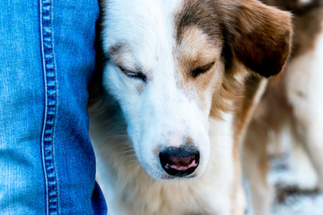 street dog leaned the legof a passer.