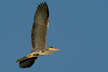 Grey heron flying in the blue sky at sunset. With spread wings. Genus species Ardea cinerea.