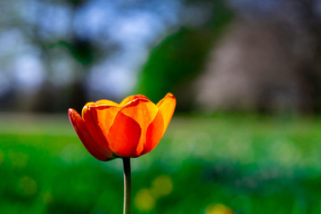 Obraz premium beautiful colorful tulip in the garden park